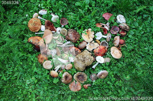 Image of Wild mushrooms arranged in heart shape