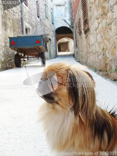 Image of Pekingese dog on street 