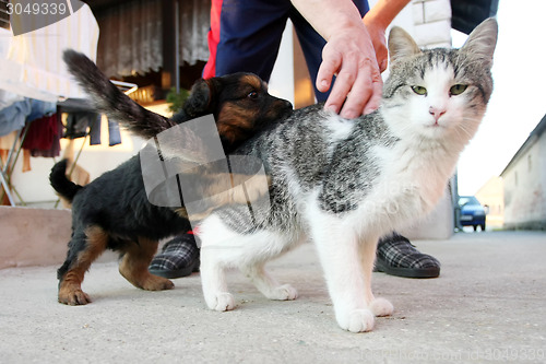 Image of Puppy and kitten playing outside