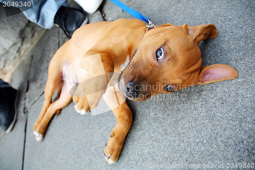 Image of Dog lying on floor