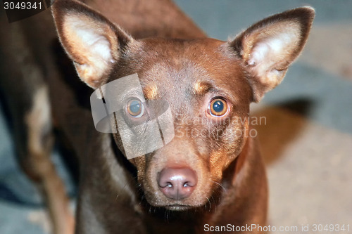 Image of Brown dog close up