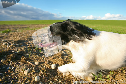 Image of Black and white pekingese dog running on meadow