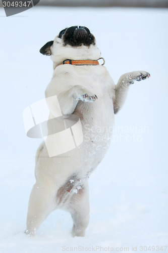 Image of Pug standing on two legs