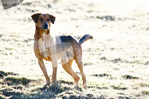 Image of Half breed dog on meadow