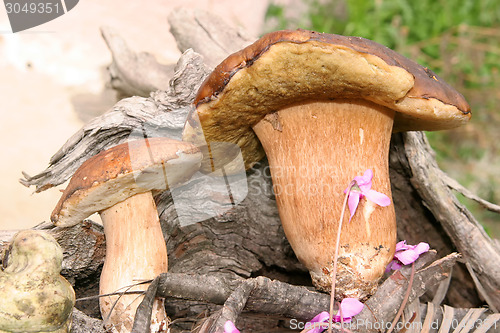 Image of Boletus wild mushrooms