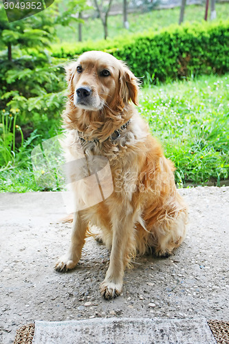 Image of Golden retriever sitting