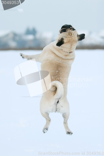 Image of Pug jumping in snow