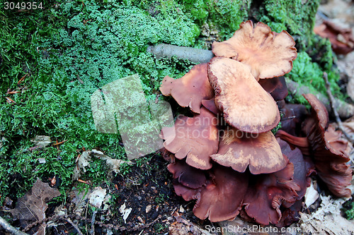 Image of Collybia fusipes wild mushroom