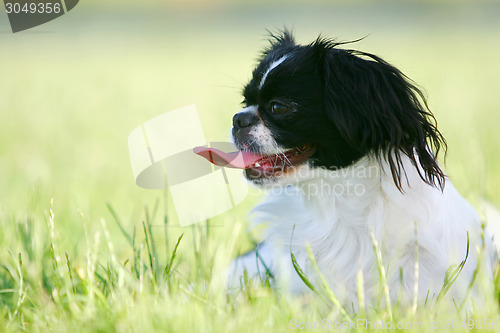 Image of Black and white pekingese dog