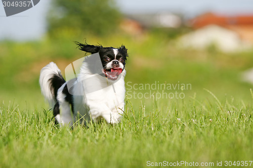 Image of Black and white pekingese on meadow