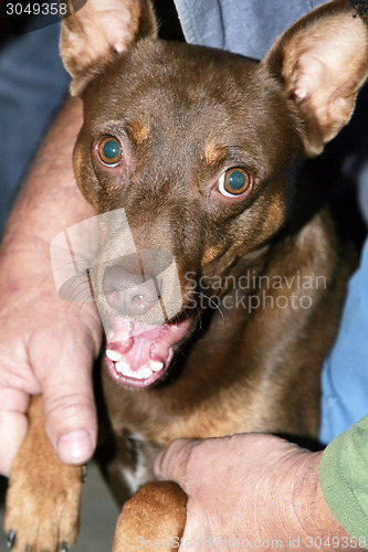 Image of Brown dog held by owner