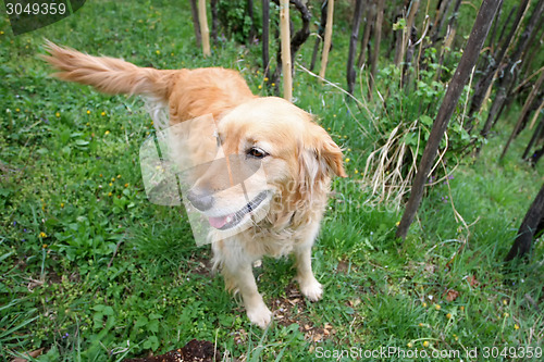 Image of Golden retriever in woods