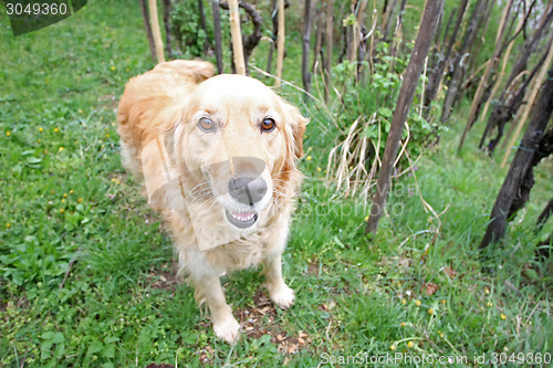 Image of Golden retriever in nature