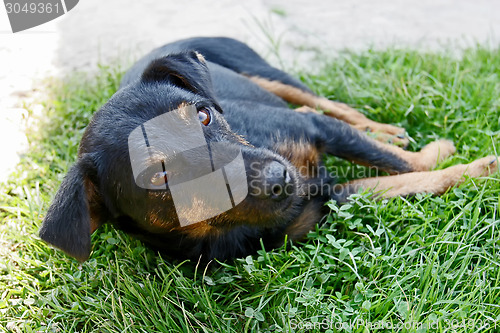 Image of Half breed dog lying in grass