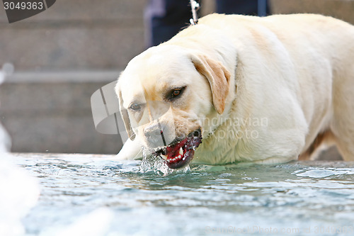 Image of Labrador drinking water