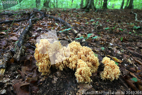 Image of Ramaria aurea wild mushrooms