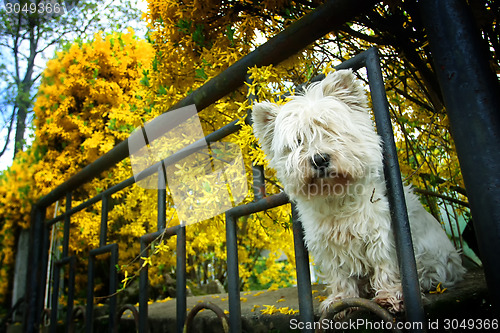 Image of Malteze dog peeking through fence