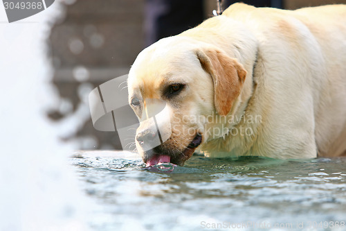 Image of Labrador drinking water from fountain