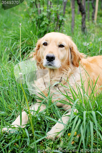 Image of Close up of golden retriever in grass