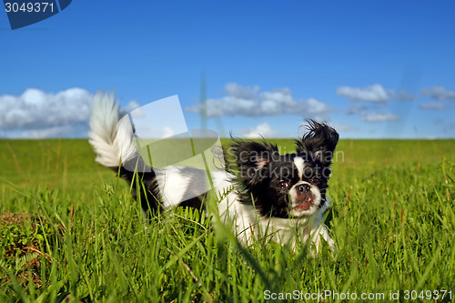 Image of Black and white pekingese dog on meadow