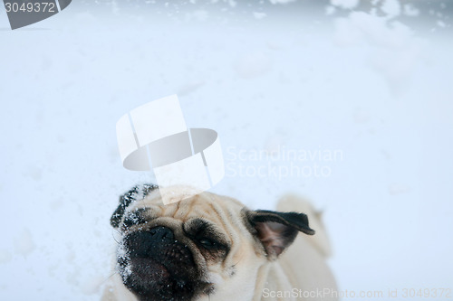 Image of Snowflakes falling on pug