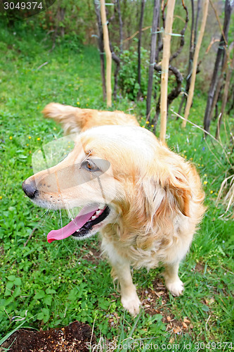 Image of Close up of golden retriever in nature