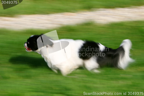 Image of Black and white pekingese dog running