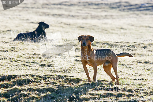 Image of Half breed dogs in field