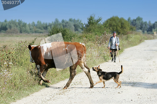 Image of Cow and dog crossing road