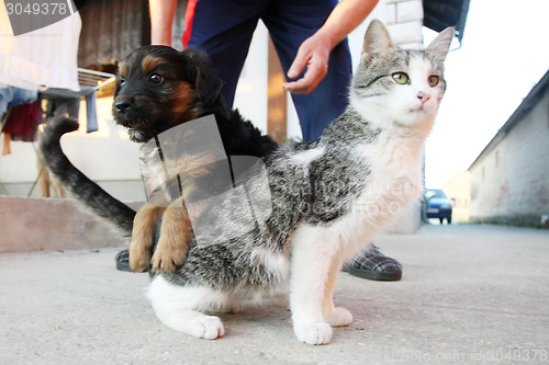 Image of Puppy and kitten playing