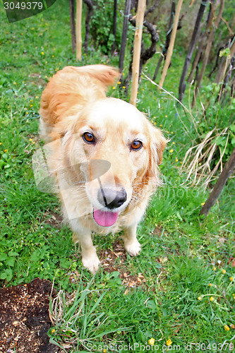 Image of Close up of golden retriever