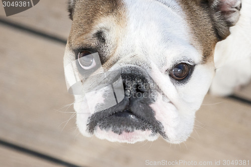 Image of Close up of english bulldog looking at camera