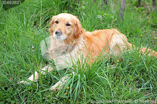 Image of Golden retriever lying in grass