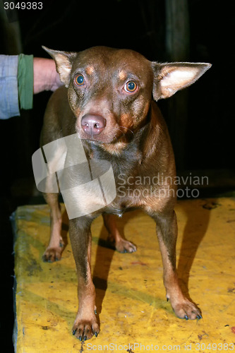 Image of Brown dog standing on table