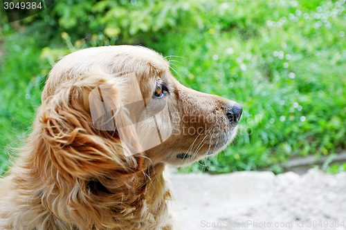 Image of Golden retriever side view