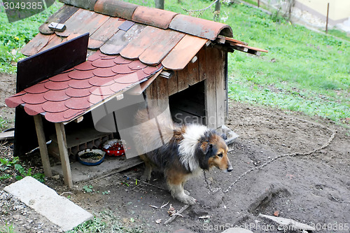 Image of Domestic dog in chains