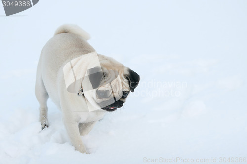 Image of Pug dog in snow