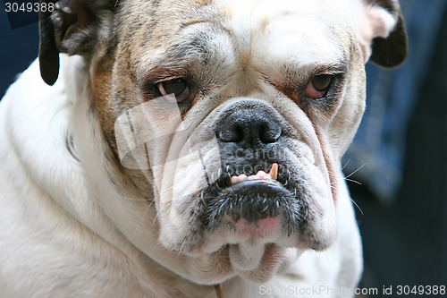 Image of Close up of bulldog