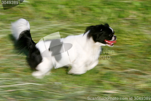 Image of Black and white pekingese running