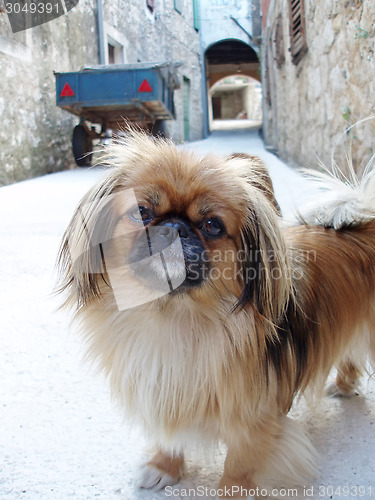 Image of Pekingese dog standing in street 