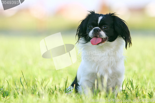 Image of Black and white pekingese