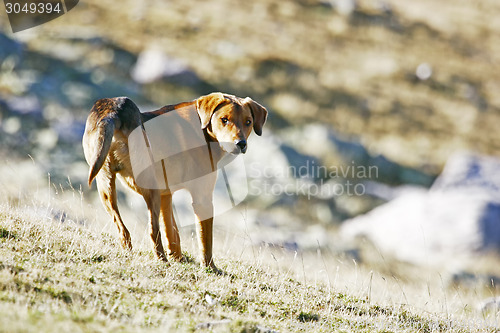 Image of Half breed dog standing in field