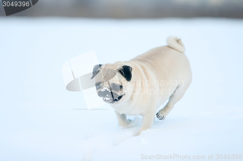 Image of Pug in snow