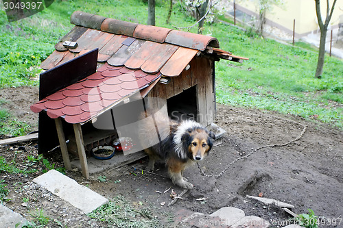 Image of Collie in chains