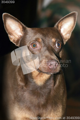 Image of Brown dog portrait