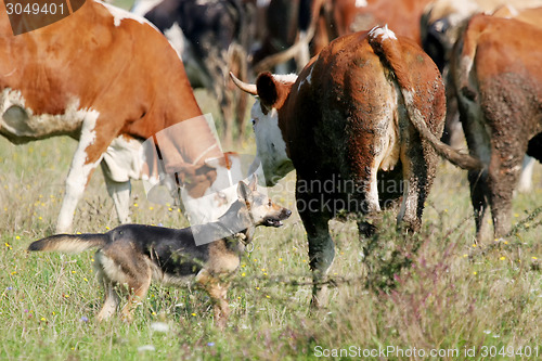 Image of Dog in cow flock