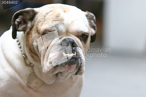 Image of Close up of old bulldog