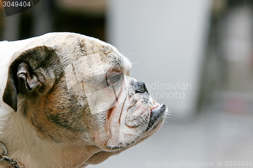 Image of Side view of bulldog