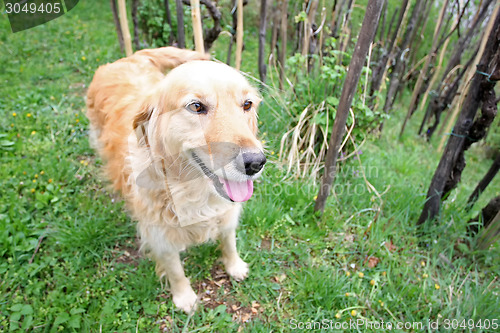 Image of Close up of golden retriever in woods
