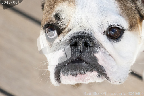 Image of English bulldog close up